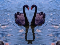 swan double+